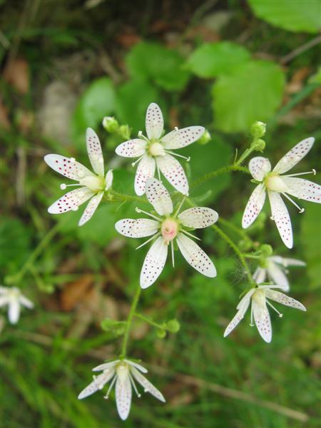 Saxifraga rotundifolia / Sassifraga a foglie rotonde